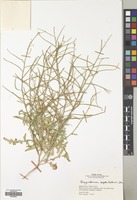 Filed as Sisymbrium septulatum DC. [family CRUCIFERAE]