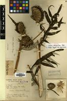 Holotype of Cirsium interpositum Petr. [family COMPOSITAE]
