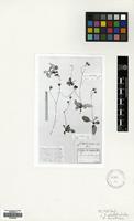Lectotype of Hieracium leucothecum Uechtr. Ex Freyn [family COMPOSITAE]