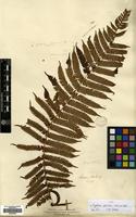 Type of Cyathea spinulosa Wall. ex Hook. [family CYATHEACEAE]
