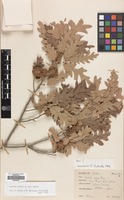 Filed as Quercus cerris L. var. cerris [family FAGACEAE]