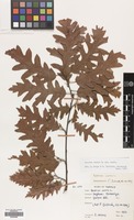 Filed as Quercus cerris L. var. cerris [family FAGACEAE]