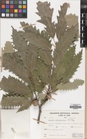Filed as Quercus castaneifolia C.A.Mey. [family FAGACEAE]