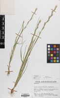 Filed as Lolium persicum Boiss. & Hohen. [family GRAMINEAE]