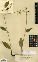 Filed as Hieracium vulgatum Fr. [family COMPOSITAE]