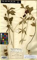 Syntype of Cosmos scabiosoides Kunth forma indivisus B.L. Rob. [family COMPOSITAE]