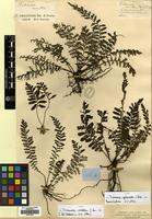 Type of Trichomanes curvatum J.Sm. [family HYMENOPHYLLACEAE]