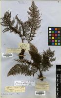 Isosyntype of Trichomanes apiifolium C.Presl [family HYMENOPHYLLACEAE]