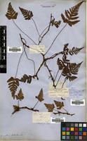 Type of Davallia cumingii Hook. [family DAVALLIACEAE]