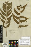 Isolectotype of Lastrea hookeriana C.Presl [family THELYPTERIDACEAE]