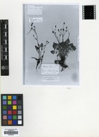 Holotype of Lapsana communis L. subsp. alpina (Boiss. & Bal.) P.D.Sell [family COMPOSITAE]