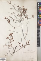 Filed as Schinus molle L. [family ANACARDIACEAE]