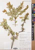 Filed as Boscia angustifolia A. Rich. [family CAPPARACEAE]