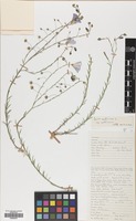 Filed as Linum austriacum L. subsp. austriacum [family LINACEAE]