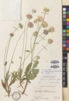 Filed as Jurinea modesta Boiss. [family COMPOSITAE]