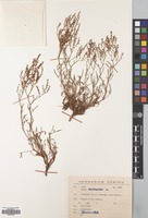 Filed as Rumex acetosella L. [family POLYGONACEAE]