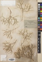 Filed as Centaurea spinosa L. [family COMPOSITAE]