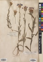 Filed as Centaurea triumfetti All. [family COMPOSITAE]