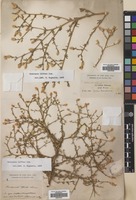 Filed as Centaurea diffusa Lam. [family COMPOSITAE]