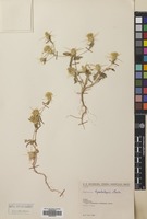 Filed as Centaurea hyalolepis Boiss. [family COMPOSITAE]