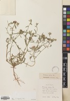 Filed as Centaurea patula DC. [family COMPOSITAE]