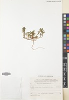 Filed as Convolvulus pentapetaloides L. [family CONVOLVULACEAE]