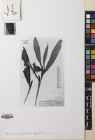 Filed as Nanochilus palembanicus (Miq.) K.Schum. [family ZINGIBERACEAE]
