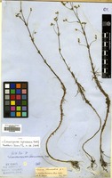 Isotype of Limnosipanea spruceana Hook.f. [family RUBIACEAE]