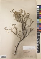 Filed as Orbivestus cinerascens (Sch.Bip.) H.Rob. [family COMPOSITAE]