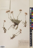 Filed as Erigeron caucasicus Steven subsp. venustus (Botsch.) Grierson [family COMPOSITAE]