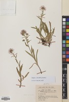 Filed as Erigeron caucasicus Steven subsp. venustus (Botsch.) Grierson [family COMPOSITAE]
