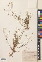 Filed as Matricaria decipiens (Fisch. & Mey.) Koch [family COMPOSITAE]