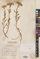 Filed as Achillea biebersteinii Afan. [family COMPOSITAE]