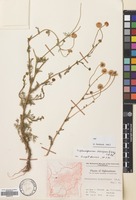 Filed as Tripleurospermum disciforme (C.A.Mey) Sch-Bip. [family COMPOSITAE]