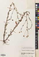 Filed as Tripleurospermum disciforme (C.A.Mey) Sch-Bip. [family COMPOSITAE]