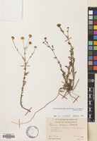 Filed as Tripleurospermum disciforme (C.A.Mey) Sch-Bip. [family COMPOSITAE]