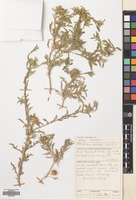 Filed as Asteriscus graveolens (Forssk.) Less. [family COMPOSITAE]