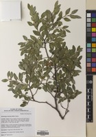 Filed as Nothofagus dombeyi (Mirb.) Oerst. [family NOTHOFAGACEAE]