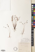 Filed as Schoenus odontocarpus F.Muell. [family CYPERACEAE]