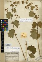Syntype of Alchemilla hirsutiflora (Buser) Rothm. [family ROSACEAE]