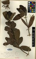 Type of Photinia crassifolia H. Lev. [family ROSACEAE]