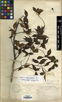 Holotype of Viburnum komarovii H.Lev. & Vaniot [family ADOXACEAE]