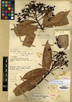 Type of Stranvaesia scandens Stapf [family ROSACEAE]