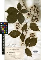 Isotype of Rubus erythrops Edees & Newton [family ROSACEAE]