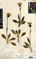 Isotype of Hieracium notabile P.D.Sell & C.West [family COMPOSITAE]