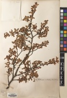 Filed as Nothofagus antarctica (G.Forst.) Oerst. [family NOTHOFAGACEAE]