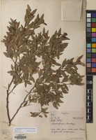 Filed as Nothofagus dombeyi (Mirb.) Oerst. [family NOTHOFAGACEAE]