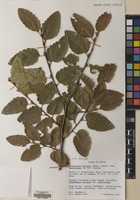 Filed as Nothofagus obliqua (Mirb.) Blume [family NOTHOFAGACEAE]