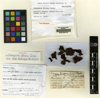 Holotype of Gloeoporus dolosus Corner [family MERULIACEAE]