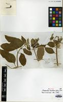 Isosyntype of Mussaenda tomentosa WIght & Arn. [family RUBIACEAE]